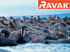 Ravak